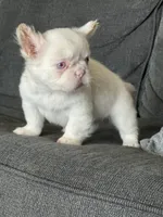 Pink Polka, a female French Bulldog for sale in Folsom, CA – 5 of 10