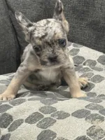 Gumball, a male French Bulldog for sale in Folsom, CA – 2 of 10