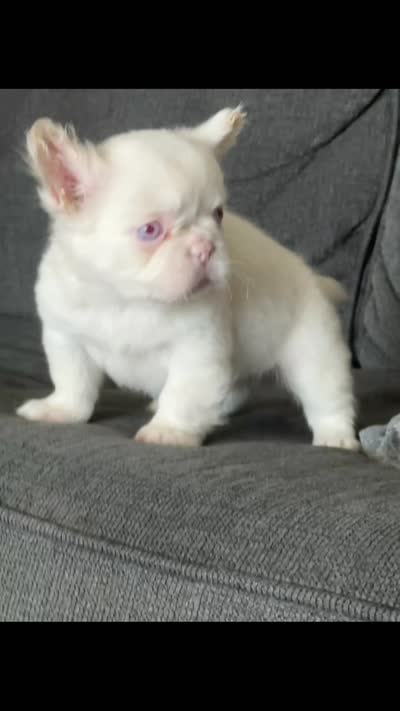 Pink Polka, a female French Bulldog for sale in Folsom, CA – 10 of 10