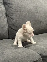 Pink Princess, a female French Bulldog for sale in Folsom, CA – 7 of 10