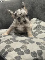 Gumball, a male French Bulldog for sale in Folsom, CA – 3 of 10