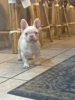 Pinkey, a male French Bulldog for sale in Folsom, CA – 9 of 10