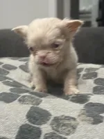 Ewok, a female French Bulldog for sale in Folsom, CA – 3 of 6