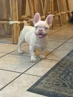 Pinkey, a male French Bulldog for sale in Folsom, CA – 2 of 10