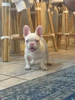 Pinkey, a male French Bulldog for sale in Folsom, CA – 8 of 10