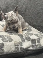 Gumball, a male French Bulldog for sale in Folsom, CA – 8 of 10