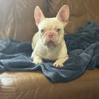 Pink Bonnie, a female French Bulldog for sale in Folsom, CA – Photo 1 of 4