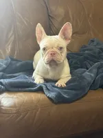 Pink Bonnie, a female French Bulldog for sale in Folsom, CA – Photo 1 of 4