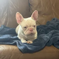 Pink Bonnie, a female French Bulldog for sale in Folsom, CA – Photo 4 of 4