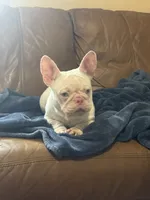 Pink Bonnie, a female French Bulldog for sale in Folsom, CA – Photo 4 of 4