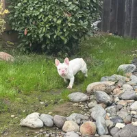 Pink Bonnie, a female French Bulldog for sale in Folsom, CA – Photo 2 of 4