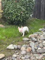 Pink Bonnie, a female French Bulldog for sale in Folsom, CA – Photo 2 of 4
