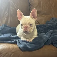 Pink Bonnie, a female French Bulldog for sale in Folsom, CA – Photo 3 of 4