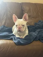 Pink Bonnie, a female French Bulldog for sale in Folsom, CA – Photo 3 of 4