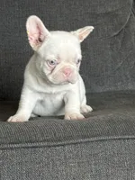 Pink Bella , a female French Bulldog for sale in Folsom, CA – 4 of 10