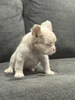 Pink Princess, a female French Bulldog for sale in Folsom, CA – 9 of 10