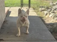 PINK Bone, a male French Bulldog for sale in Folsom, CA – Photo 6 of 10
