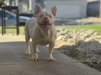 PINK Bone, a male French Bulldog for sale in Folsom, CA – Photo 1 of 10