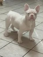 PINK Bone, a male French Bulldog for sale in Folsom, CA – Photo 2 of 10