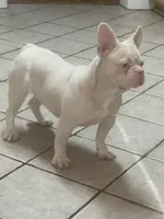 PINK Bone, a male French Bulldog for sale in Folsom, CA – Photo 8 of 10