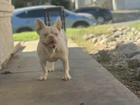PINK Bone, a male French Bulldog for sale in Folsom, CA – Photo 7 of 10