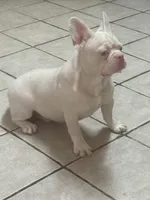 PINK Bone, a male French Bulldog for sale in Folsom, CA – Photo 3 of 10