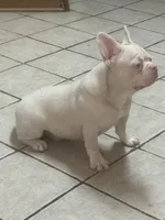 PINK Bone, a male French Bulldog for sale in Folsom, CA – Photo 9 of 10