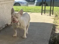 PINK Bone, a male French Bulldog for sale in Folsom, CA – Photo 5 of 10
