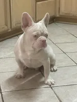 PINK Bone, a male French Bulldog for sale in Folsom, CA – Photo 4 of 10