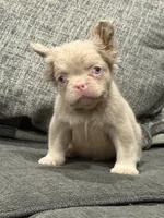 Carlito , a male French Bulldog for sale in Folsom, CA – 7 of 10
