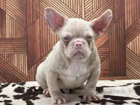 PINKY Roe, a male French Bulldog for sale in Folsom, CA – Photo 7 of 10