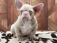 PINKY Roe, a male French Bulldog for sale in Folsom, CA – Photo 5 of 10
