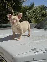 PINKY Roe, a male French Bulldog for sale in Folsom, CA – Photo 8 of 10