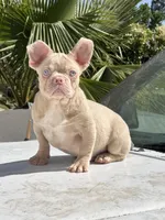 PINKY Roe, a male French Bulldog for sale in Folsom, CA – Photo 2 of 10