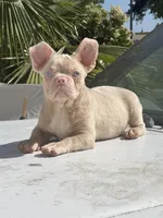 PINKY Roe, a male French Bulldog for sale in Folsom, CA – Photo 6 of 10