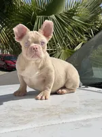 PINKY Roe, a male French Bulldog for sale in Folsom, CA – Photo 3 of 10