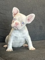 Cheeto , a male French Bulldog for sale in Folsom, CA – 5 of 10