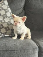 PINK POOKIE, a male French Bulldog for sale in Folsom, CA – 2 of 10