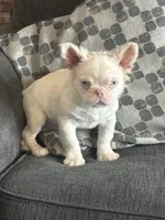 PINK POOKIE, a male French Bulldog for sale in Folsom, CA – 4 of 10