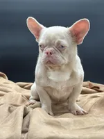 PINK Tyson, a male French Bulldog for sale in Folsom, CA – Photo 3 of 10