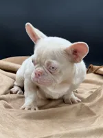 PINK Tyson, a male French Bulldog for sale in Folsom, CA – Photo 8 of 10