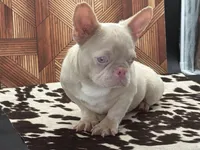 PINK Tyson, a male French Bulldog for sale in Folsom, CA – Photo 7 of 10