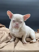 PINK Tyson, a male French Bulldog for sale in Folsom, CA – Photo 1 of 10