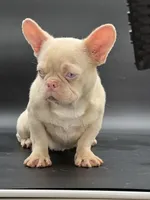 PINK Tyson, a male French Bulldog for sale in Folsom, CA – Photo 9 of 10