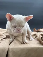 PINK Tyson, a male French Bulldog for sale in Folsom, CA – Photo 6 of 10