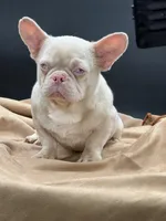 PINK Tyson, a male French Bulldog for sale in Folsom, CA – Photo 10 of 10