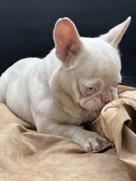 PINK Tyson, a male French Bulldog for sale in Folsom, CA – Photo 4 of 10