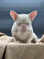 PINK Tyson, a male French Bulldog for sale in Folsom, CA – Photo 5 of 10