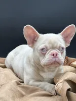 PINK Tyson, a male French Bulldog for sale in Folsom, CA – Photo 2 of 10