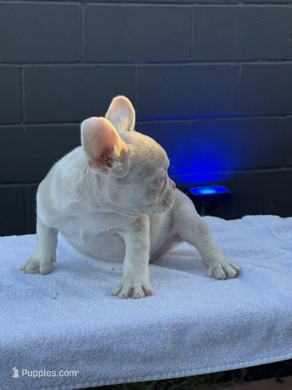Cheeto  – French Bulldog puppy for sale in Folsom, CA